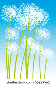 Dandelion - vector