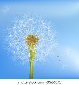 Dandelion. Vector.