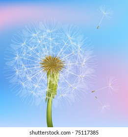 Dandelion. Vector.