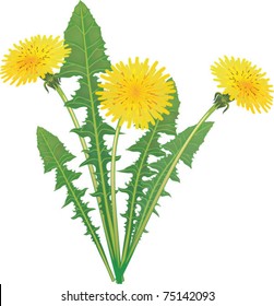 Dandelion - vector