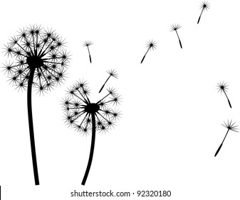 dandelion vector