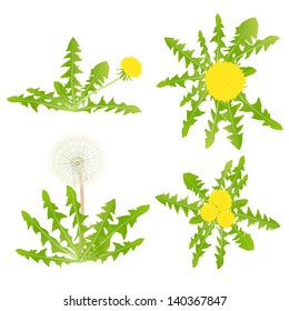Dandelion vector background set