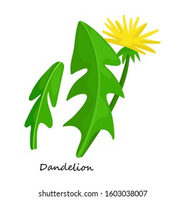 Dandelion vector icon.Cartoon vector icon isolated on white background dandelion.