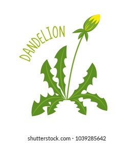 Dandelion vector illustration