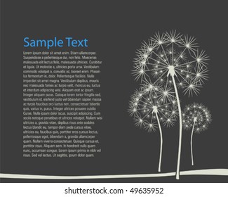 dandelion, vector illustration