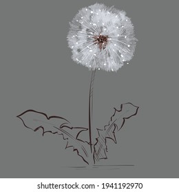 Dandelion. Vector illustration. Abstract summer dandelion Summer flower