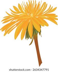 Dandelion Vector illustration, botany, flower