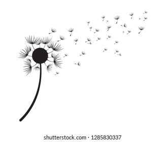 Dandelion vector illustration design