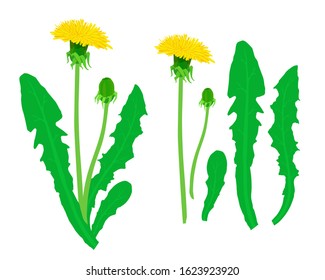 Dandelion vector illustration. Flower, bud, leaves. Yellow and green.