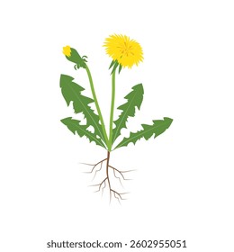 Dandelion vector illustration material one point
