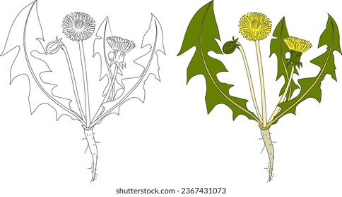 Dandelion vector illustration set color and contour