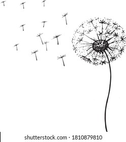 Dandelion vector monochrome white background