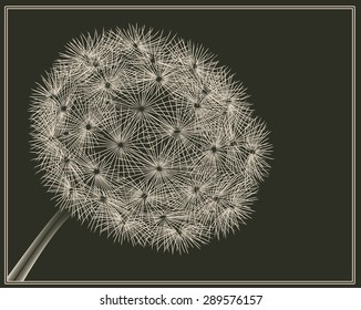 dandelion in vector woodcut style