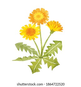 Dandelion watercolor illustration,Image of spring