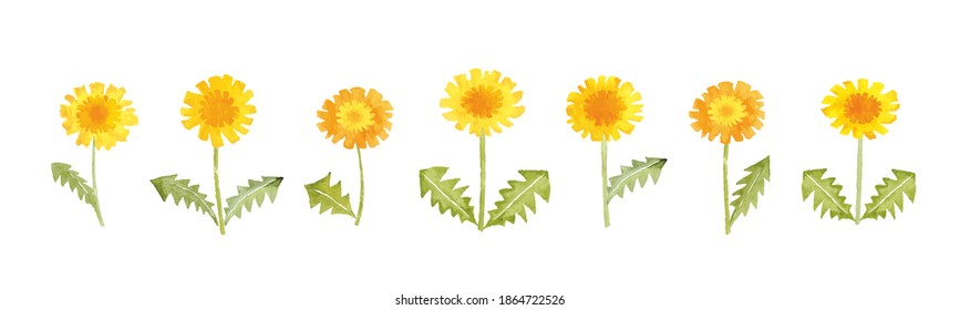 Dandelion watercolor illustration,Image of spring
