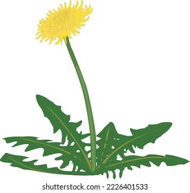 Dandelion Weed in Bloom Vector Illustration