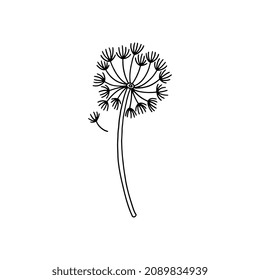 Dandelion weed flower black contour vector illustration, isolated on white background. Simple doodle spring meadow flower, hand drawn in black and white colors.