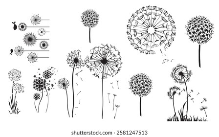 Dandelion Whimsy A collection of gracefully rendered dandelion heads in various stages of bloom and seed dispersal captured in a monochrome artistic display