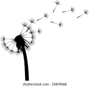 Dandelion in white background