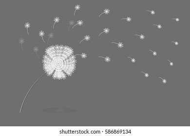 Dandelion white vector on the gray background
