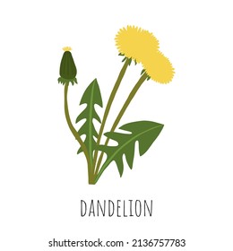 Dandelion. Flor silvestre. Ilustración vectorial.