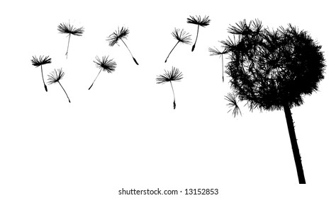 dandelion in the wind