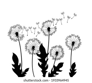 Dandelion wind blow background. Black silhouette with flying dandelion buds on a white. Abstract flying seeds. Decorative graphics for printing
