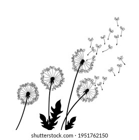 Dandelion wind blow background. Black silhouette with flying dandelion buds on a white. Abstract flying seeds. Floral scene design