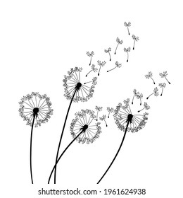 Dandelion wind blow background. Black silhouette with flying dandelion buds on a white. Abstract flying seeds. Floral scene design