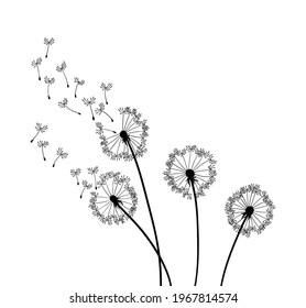 Dandelion wind blow background. Black silhouette with flying dandelion buds on a white. Abstract flying seeds. Decorative graphics for printing