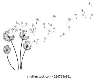 Dandelion wind blow background. Black silhouette with flying dandelion buds on white. Abstract flying blow dandelion seeds. Decorative graphics for printing. Floral scene design