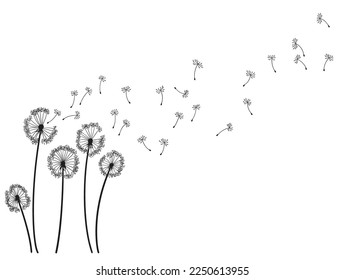 Dandelion wind blow background. Black silhouette with flying dandelion buds on white. Abstract flying seeds. Decorative graphics for printing. Floral scene design