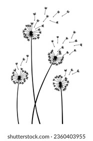 El viento de Dandelion sopla fondo. La silueta negra con dientes de león voladores sobre blanco. Resumen de semillas voladoras. Gráficos decorativos para imprimir. Diseño de escena floral