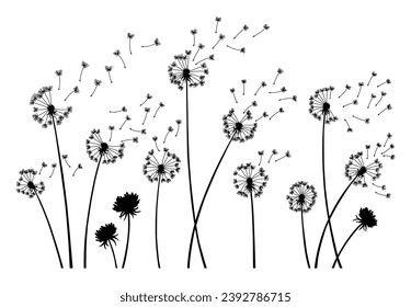 El viento de Dandelion sopla fondo. La silueta negra con dientes de león voladores sobre blanco. Resumen de semillas voladoras. Gráficos decorativos para imprimir. Diseño de escena floral