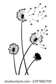Dandelion wind blow background. Black silhouette with flying dandelion buds on white. Abstract flying blow dandelion seeds. Decorative graphics for printing. Floral scene design