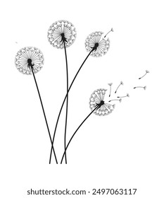 Fondo de soplo de viento de diente de león. Silueta negra con brotes de diente de león voladores en blanco. Abstractas semillas de diente de león. Gráficos decorativos para imprimir. Diseño de escena floral