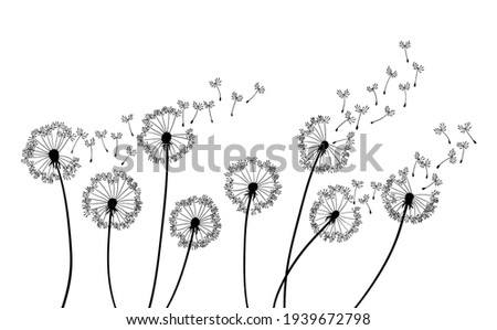Dandelion wind blow background. Black silhouette with flying dandelion buds on a white. Abstract flying seeds. Floral scene design