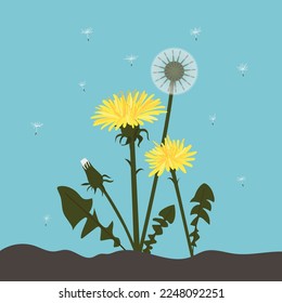 Dandelion and wind blowing seeds