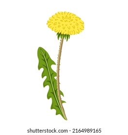 Flor amarilla de Dandelion. Ilustración vectorial botánica, aislada en fondo blanco. Elemento decorativo plano dibujado a mano.