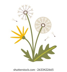 Dandelion with yellow flower, fluff and flying seeds. Trendy modern vector illustration isolated on white background, hand drawn, flat design