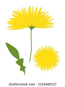 Dandelion, yellow flower with a leaf, color vector image isolated on a white background. EPS 10