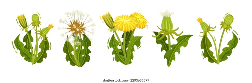 Dandelion Yellow Flower as Meadow Plant with Seeds and Stem Vector Set