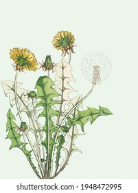 Dandelion yellow flower on light green background