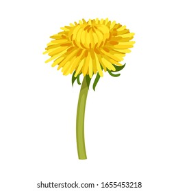 Dandelion Yellow Flower on Stem Isolated on White Background Vector Illustration
