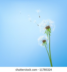 Dandelions