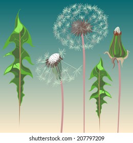 dandelions