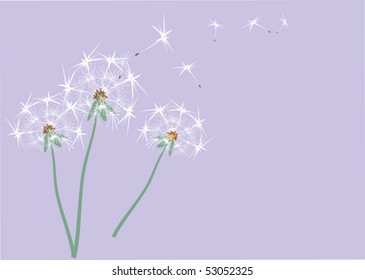 dandelions