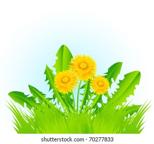 Dandelions