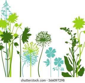 Dandelions ans asters
