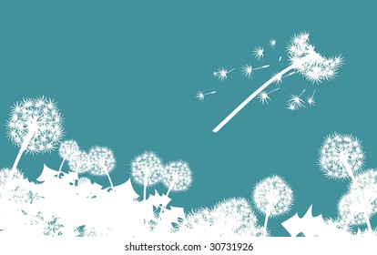 dandelions background